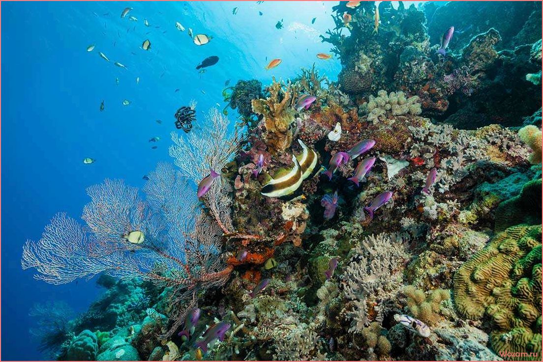 (коралловое, море, австралия, большой, барьерный) Коралловое море, Австралия — Большой барьерный риф — потрясающая экосистема и уникальное природное наследие
