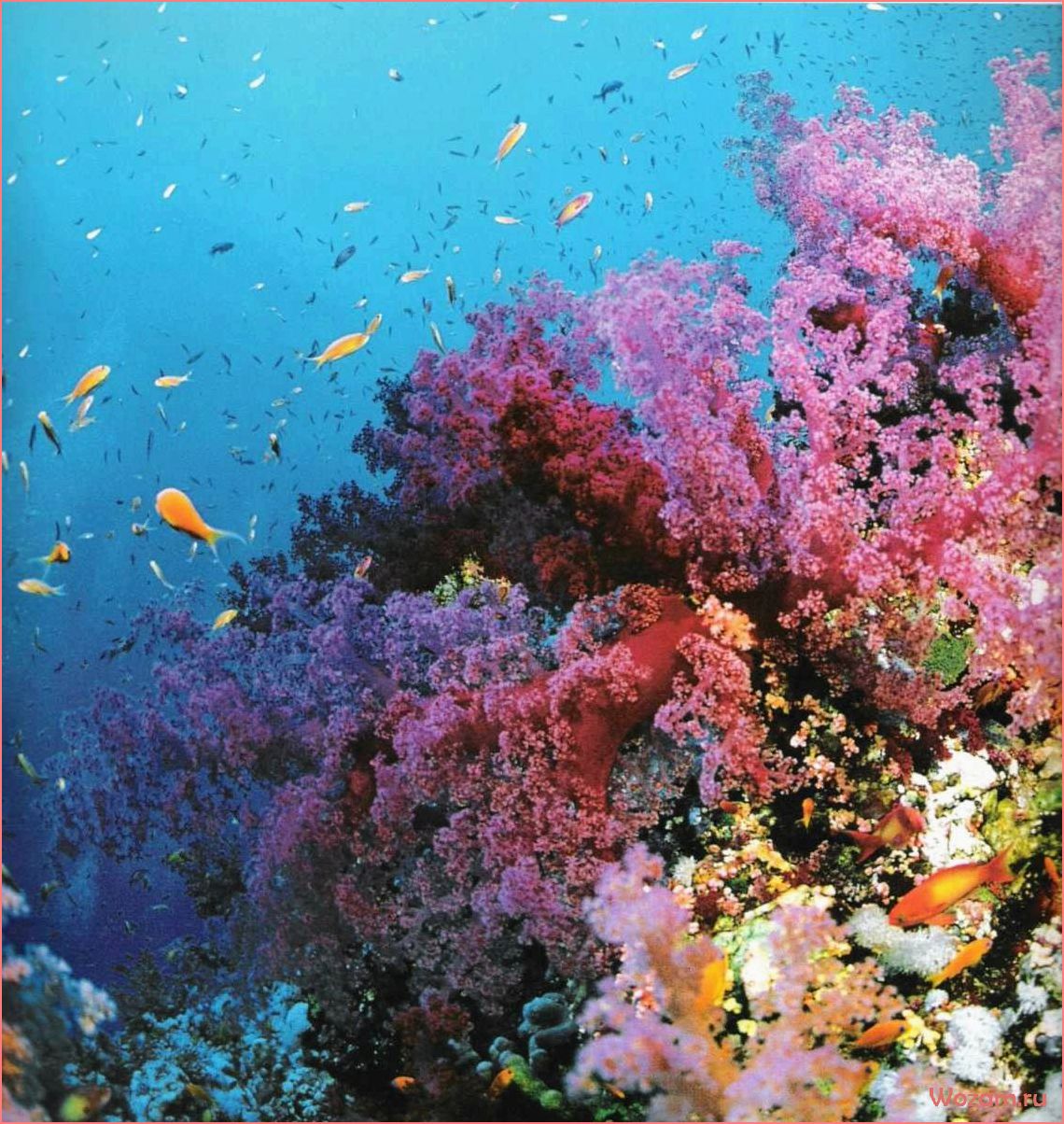 (коралловое, море, австралия, большой, барьерный) Коралловое море, Австралия — Большой барьерный риф — потрясающая экосистема и уникальное природное наследие