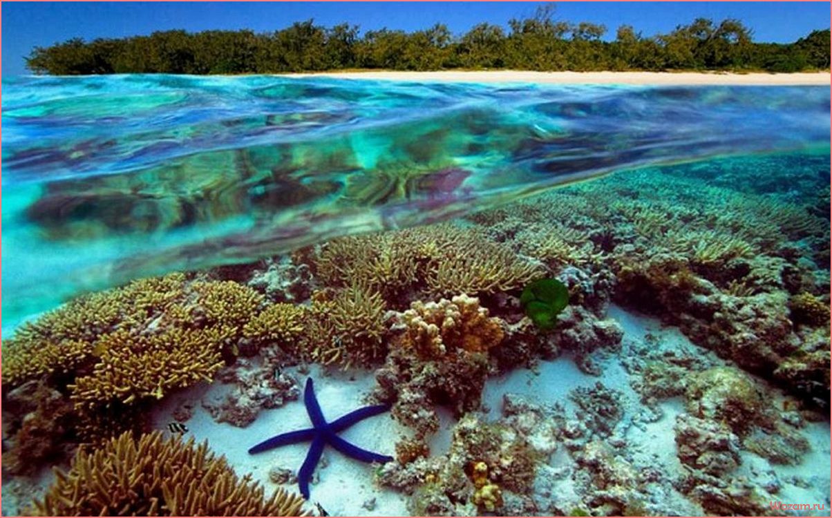 (коралловое, море, австралия, большой, барьерный) Коралловое море, Австралия — Большой барьерный риф — потрясающая экосистема и уникальное природное наследие
